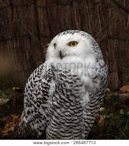 The Snowy Owl, Bubo Scandiacus Is A Large, White Owl Of The Typical Owl Family. Snowy Owls Are Nativ