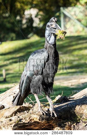 The Abyssinian Northern Ground Hornbill, Bucorvus Abyssinicus Or Northern Ground Hornbill Is An Afri