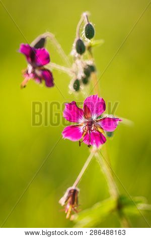 Dianthus Carthusianorum, Carthusian Pink Flower In Macro View On A Blurred Background.