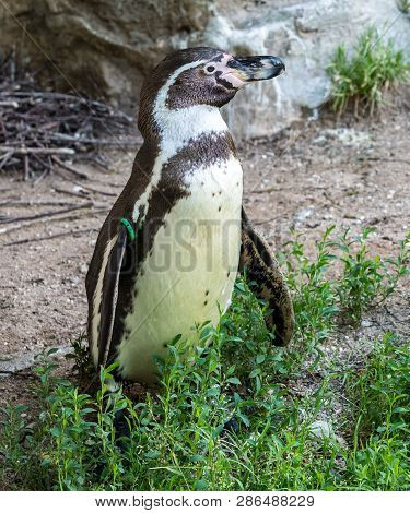 The Humboldt Penguin, Spheniscus Humboldti Also Termed Peruvian Penguin, Or Patranca Is A South Amer