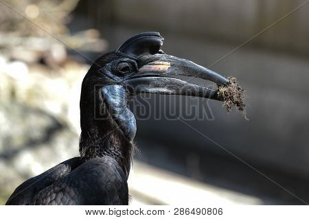 The Abyssinian Northern Ground Hornbill, Bucorvus Abyssinicus Or Northern Ground Hornbill Is An Afri