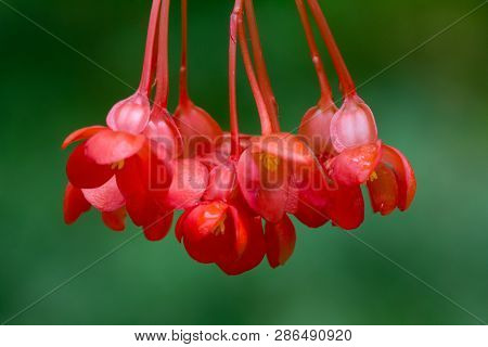 Euphorbia Milii, The Crown Of Thorns, Flowering Plant In Close-up View Isolated On Green Background.