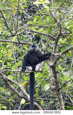 A Black And White Gibbon On A Tree In Vietnam
