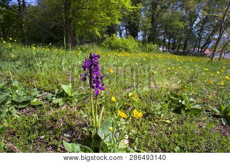 View Of The Anacamptis Morio, The Green-winged Orchid Or Green-veined Orchid
