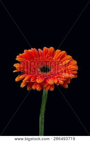 Beautiful Single Red Gerbera In Water Drops.