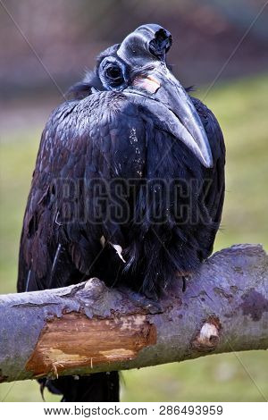 The Abyssinian Northern Ground Hornbill, Bucorvus Abyssinicus Or Northern Ground Hornbill Is An Afri