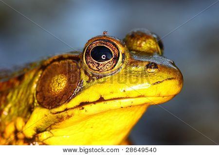 grÃ¼ne Frosch in illinois