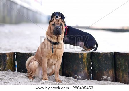 Two Dogs, A Big Red-haired Shar-pei And A Small Black Metis Dachshund, Sit Side By Side On The Coast