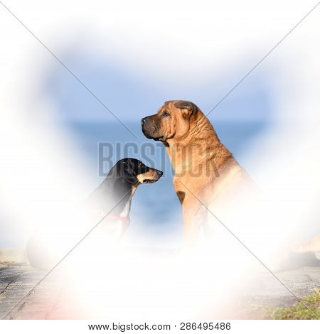 Two Dogs, A Big Red-haired Shar-pei And A Small Black Metis Dachshund, Sit Side By Side On The Coast