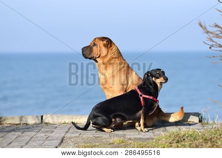 Two Dogs, A Big Red-haired Shar-pei And A Small Black Metis Dachshund, Sit Side By Side On The Coast