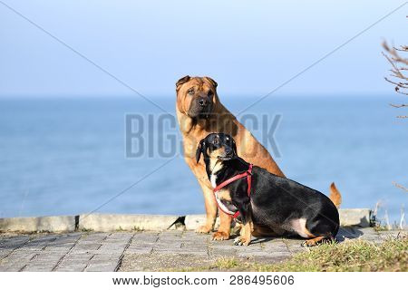 Two Dogs, A Big Red-haired Shar-pei And A Small Black Metis Dachshund, Sit Side By Side On The Coast