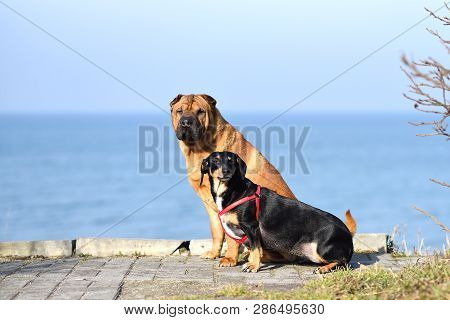 Two Dogs, A Big Red-haired Shar-pei And A Small Black Metis Dachshund, Sit Side By Side On The Coast