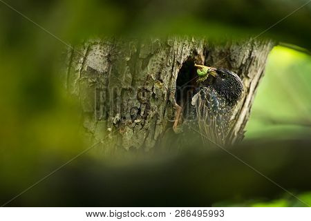 Sturnus Vulgaris. The Wild Nature Of The Czech Republic. Free Nature. Picture Of A Bird In Nature. B