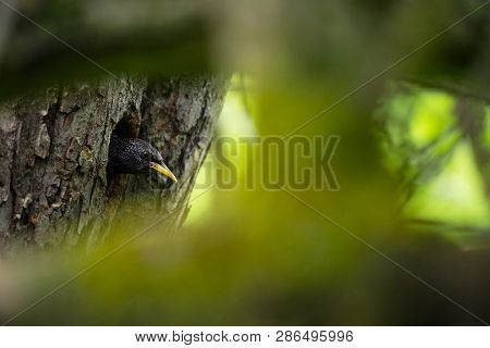 Sturnus Vulgaris. The Wild Nature Of The Czech Republic. Free Nature. Picture Of A Bird In Nature. B