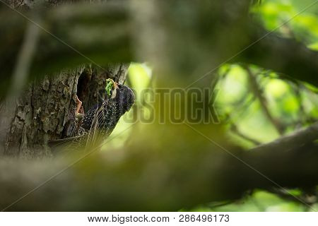 Sturnus Vulgaris. The Wild Nature Of The Czech Republic. Free Nature. Picture Of A Bird In Nature. B
