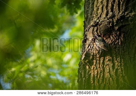 Sturnus Vulgaris. The Wild Nature Of The Czech Republic. Free Nature. Picture Of A Bird In Nature. B