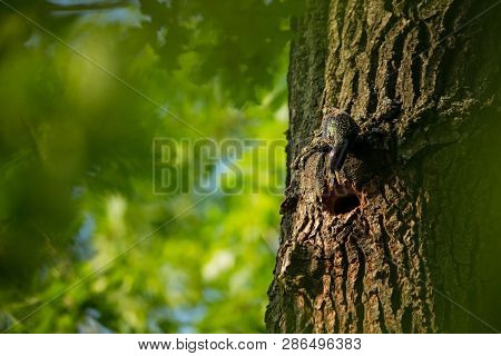 Sturnus Vulgaris. The Wild Nature Of The Czech Republic. Free Nature. Picture Of A Bird In Nature. B