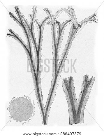 Fucus serratus, vintage engraved illustration. From the Universe and Humanity, 1910.