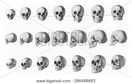 Transformations of the human skull from childhood to old age, vintage engraved illustration. From the Universe and Humanity, 1910.