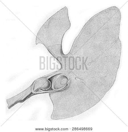 Japanese salamander blade scapula, vintage engraved illustration. From the Universe and Humanity, 1910.