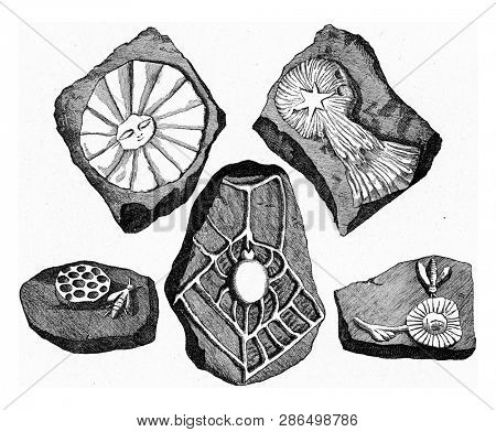 False stones of Beringer, vintage engraved illustration. From the Universe and Humanity, 1910.ancient, 