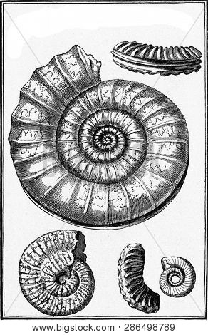 Horns of Ammon, vintage engraved illustration. From the Universe and Humanity, 1910.