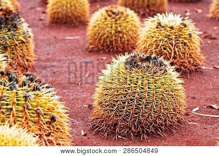Glochidia Cacti In A Park On The Island Of Tenerife In Coral Shades,