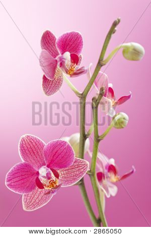 Orchidej