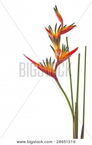 A Bird Of Paradise Flower, Isolated On White