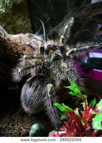 The Big Spider Tarantula Grammostola Aureostriata In A House Terrarium Is An Unusual Pet.