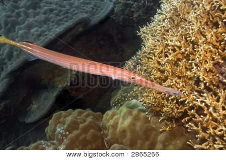 열 대 물고기 Trumpetfish