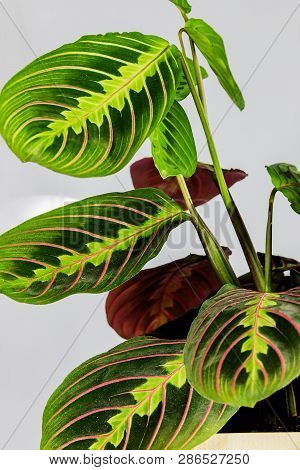 Flowering Plant Maranta In A Pot On A White Background.