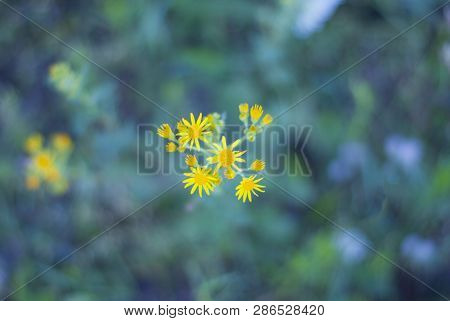Jacobaea Vulgaris Yellow Flower Growing On Green Field