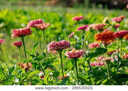 Orange and pink flowers of zinia in the summer garden. Natural blooming background
