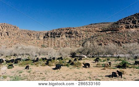 Morocco Tourism: Trekking Man In Mountains. Atlas Mountains, Jebel Sakhro (djebel Sahro), Ourzazate,