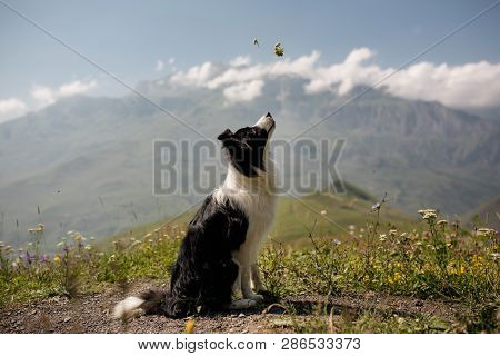 Beautiful Black And White Dog Border Collie Sit On A Field On Mountain And Look Up. In The Backgroun