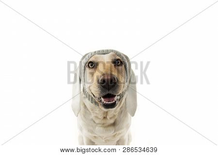 Funny Easter Dog. Labrador Retriever Puppy With Rabbit Ears. Isolated Against White Background.