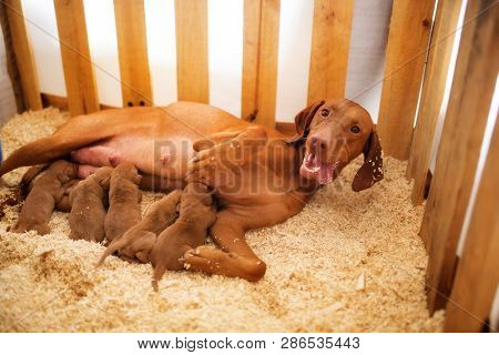 A Happy Vizsla Is A Dog With Young Puppies Lies In The Sawdust And Feed Them