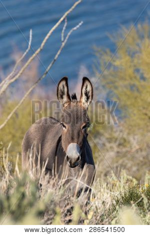 A Cute Wild Burro In The Arizona Desert In Spring