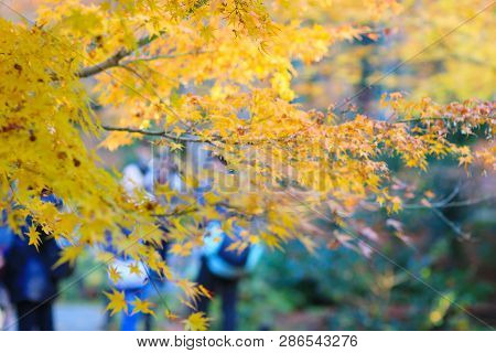 Maple Leaves Colorful  Autumn At Zuiganzan Enkouji