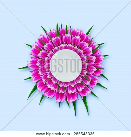 Beautiful Pink Tulips And A White Plate On A Blue Background. Isolated. Mother's Day, Happy Women's 
