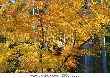 Maple Leaves Colorful  Autumn At Zuiganzan Enkouji