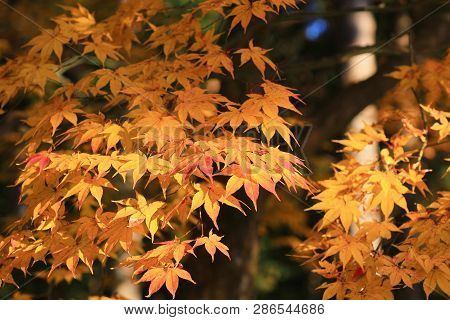 Maple Leaves Colorful In Autumn At Zuiganzan Enkouji