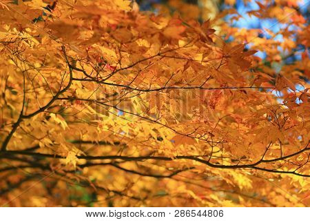 Maple Leaves Colorful In Autumn At Zuiganzan Enkouji