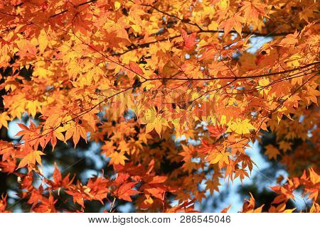 Maple Leaves Colorful In Autumn At Zuiganzan Enkouji