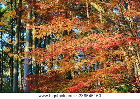 Maple Leaves Colorful In Autumn At Zuiganzan Enkouji