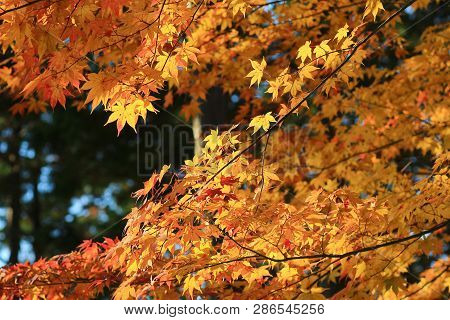 Maple Leaves Colorful In Autumn At Zuiganzan Enkouji