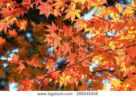 Maple Leaves Colorful In Autumn At Zuiganzan Enkouji