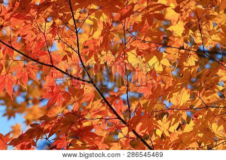 Maple Leaves Colorful In Autumn At Zuiganzan Enkouji
