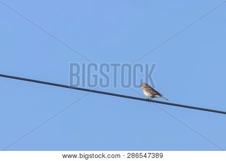 Meadow Pipit (anthus Pratensis) On A Cable